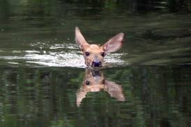 As summer nears, experts remind residents to avoid handling wild animals and birds