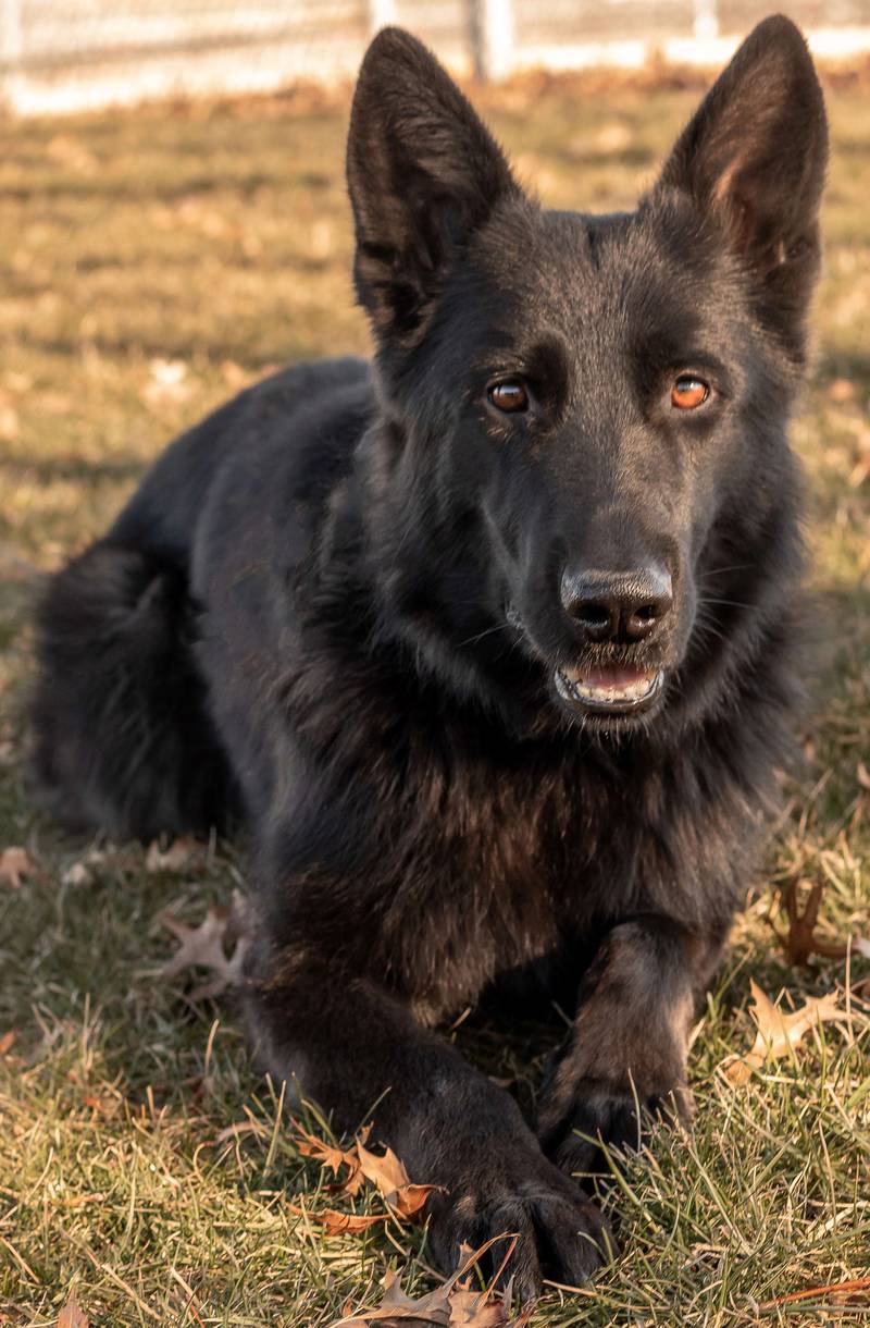 Rock Falls Police Department K9 Fahgo