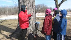 Maple Sugaring Days weekend on tap in St. Charles