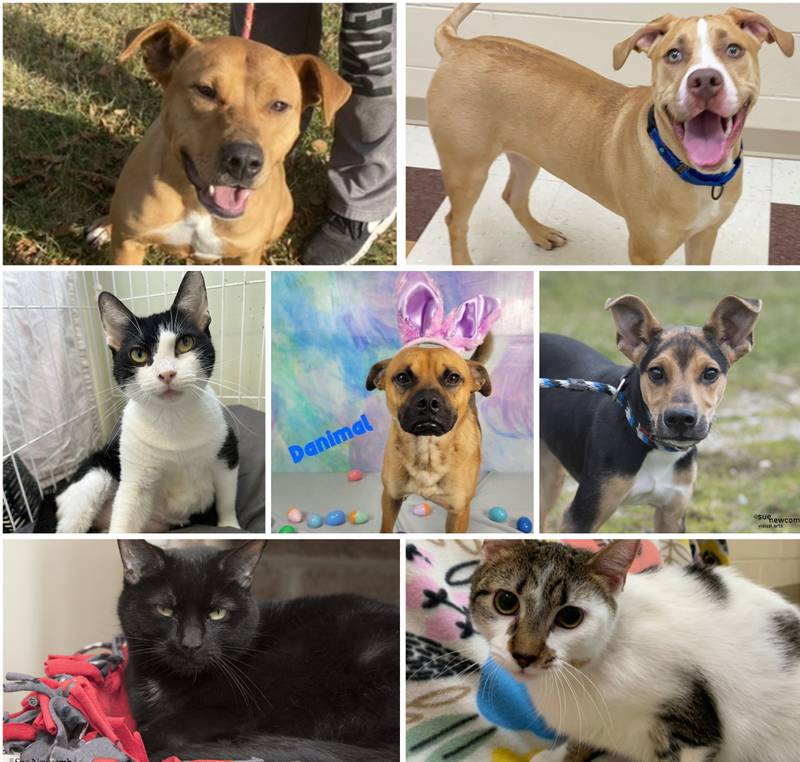 The Herald-News presents this week’s Pets of the Week. Read the description of each pet to find out about that pet, including where he or she can be adopted.