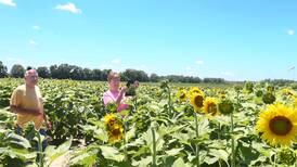 Photos: The sunflowers are blooming at Matthiessen State Park 