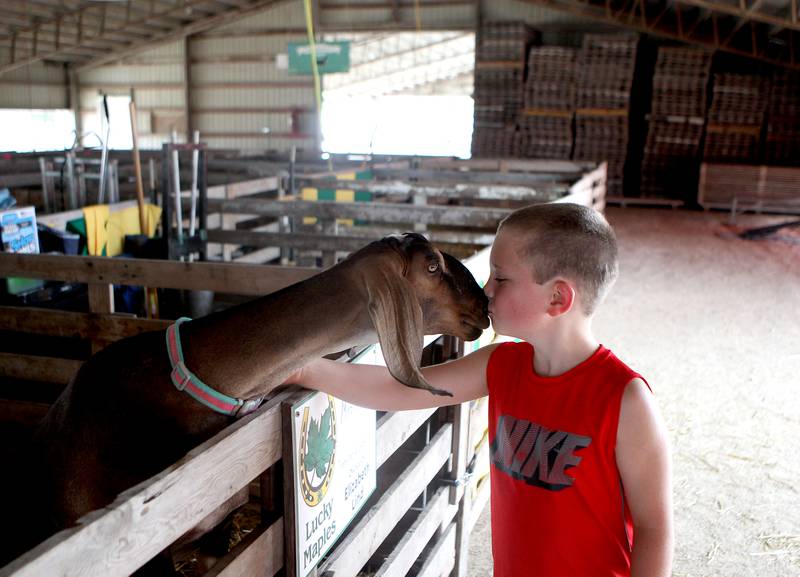 Ryan Lind, 8, of Maple Park kisses a Nubion goat raised by his sister, Elizabeth, in the goat barn on the opening day of the 2021 Kane County Fair in St. Charles on Wednesday, July 14, 2021.