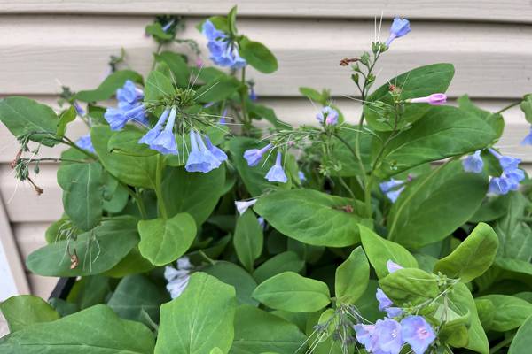 How to grow successful shade gardens