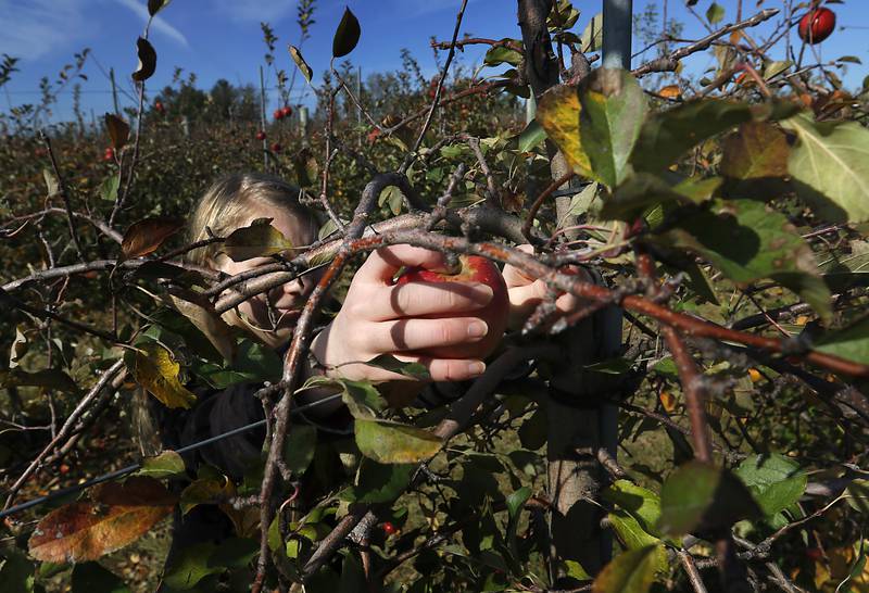 Kasi Steinman, 16, harvests apples on Thursday, Nov. 7, 2024, for the La Grange Bible Church Food Pantry at Stade's Farm north of Johnsburg. Every year at the end of the season, Stade's Farm owner Vernon Stade invites nonprofits, food pantries and other organizations to come pick what's left in their fields for free.