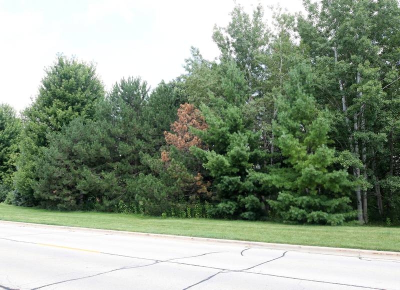 The tree line along Sunflower Drive obscures a pond Monday, July 28, 2025, off Ridge Drive between Sunflower and Pickwick Lane, where a victim of an apparent drowning was recovered Sunday night after water rescue efforts.