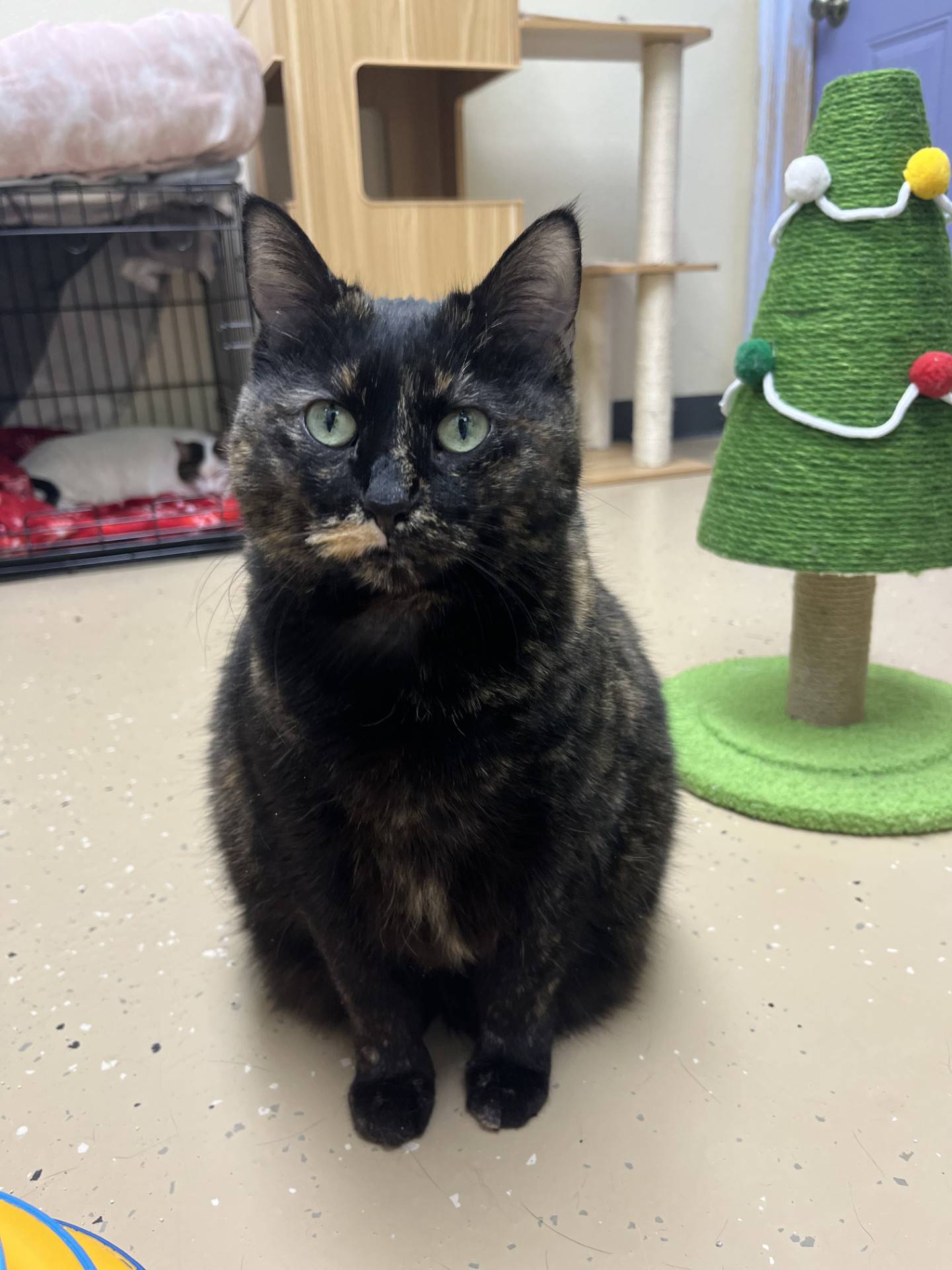 Joy is a 9-year-old tortoiseshell who is incredibly friendly and loves attention and pets. She is also talkative and will often meow to greet people. She doesn’t mind older, laid-back cats. Joy is on a weight loss journey and needs an owner willing to help her shed a couple pounds to help her stay happy and healthy. To meet Joy, email the Will County Humane Society at willcountyhumane.com and follow the instructions for the adoption process.