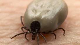7 tips to keep you safe from ticks