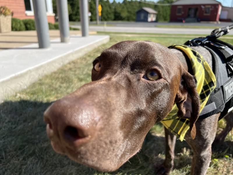 Five days into his tenure as a therapy dog for the Sycamore Police Department, K9 Dooley stands outside of the police department ready for his weekend.