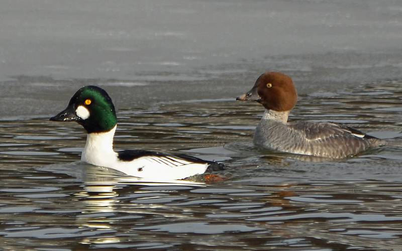 The bright yellow eyes of the male goldeneye aren’t the only things to look for in this distinctive species. Watch for animated courtship displays as winter progresses, and be sure to listen for their whistling wings.