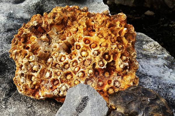 Fossil exhibit transports visitors to prehistoric Will County