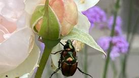 How does your garden grow? Japanese beetle a pesty summer visitor