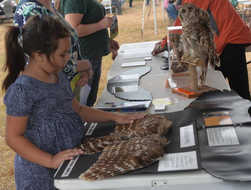 Lily Delecruz, 6, of West Dundee checks out owl feathers at one of the booths at the Nachusa Grassland's Autumn on the Prairie on Saturday, Sept. 16, 2023.