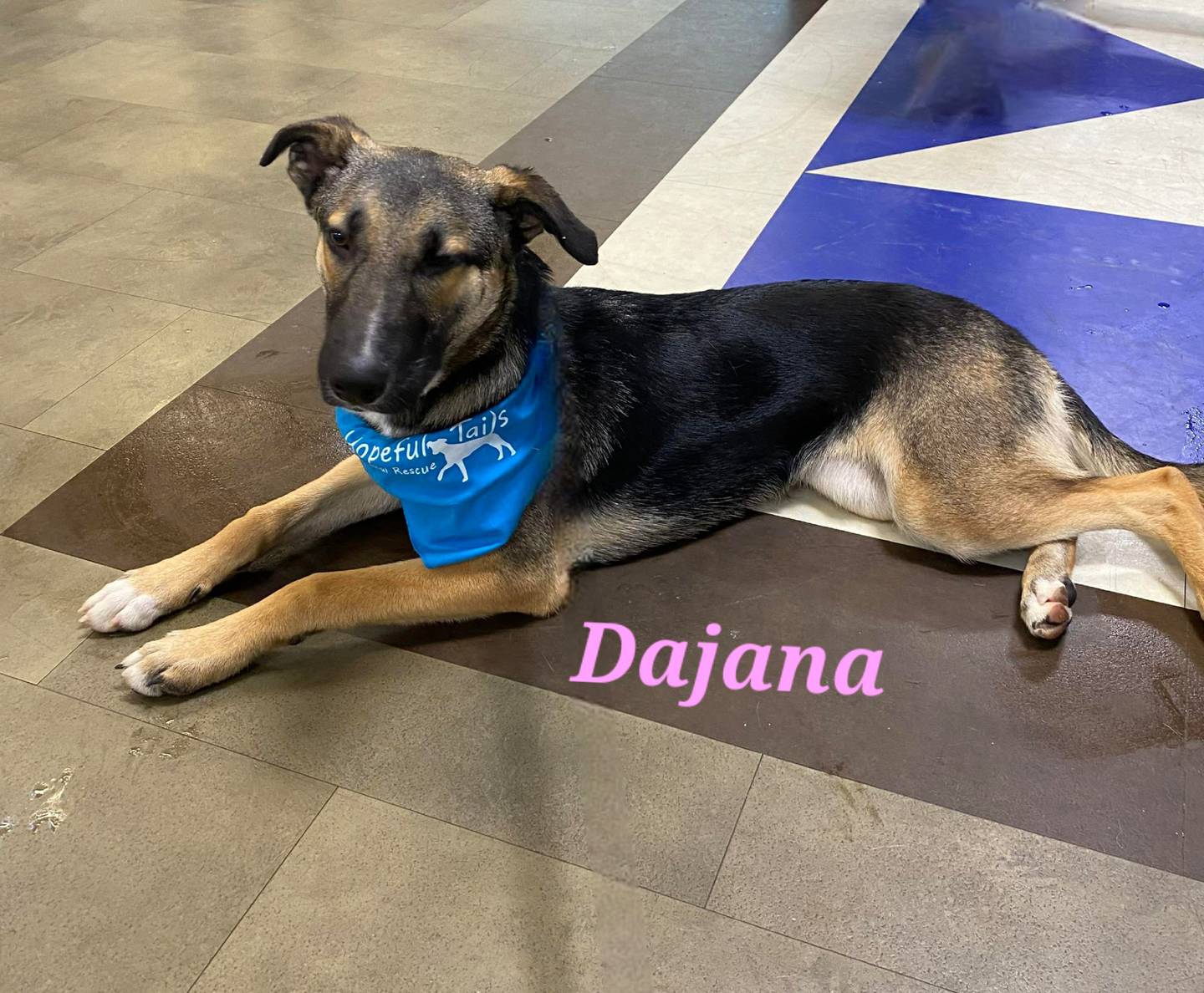 Nine-month-old Dajana is playful, gentle, curious and loyal, She loves exploring and learning and looks to people for understanding and connection. She is ready for belly rubs, squeaky toys and a cozy bed of her own. Dajana needs an owner with herding breeds experience. To meet Dajana, call Hopeful Tails Animal Rescue at 779-206-2132 or visit hopefultailsanimalrescue.org.