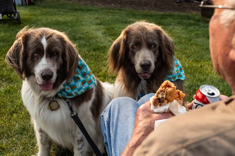 Hildy and Sage, a pair of seven-year-old therapy dogs, dream about getting a taste of Andy Koning's sandwich before the concert kicks-off in Lockport's Central Square on June 2, 2025.
