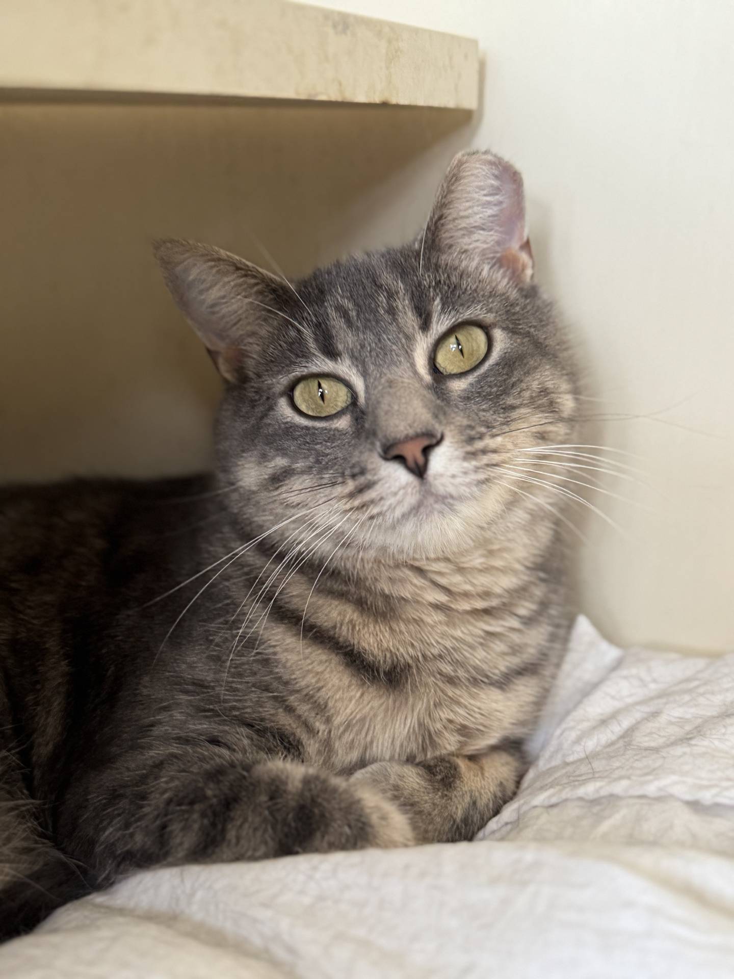Skye is a lovely 2-year-old domestic shorthair that was rescued from a high kill shelter in southern Illinois. Skye likes gentle pets and attention. She is somewhat reserved in her new environment but immediately responds to affection and especially loves chin scratches. When people pet her, Skye sometimes gives them kisses. To meet Skye, email Catadoptions@nawsus.org. Visit nawsus.org.