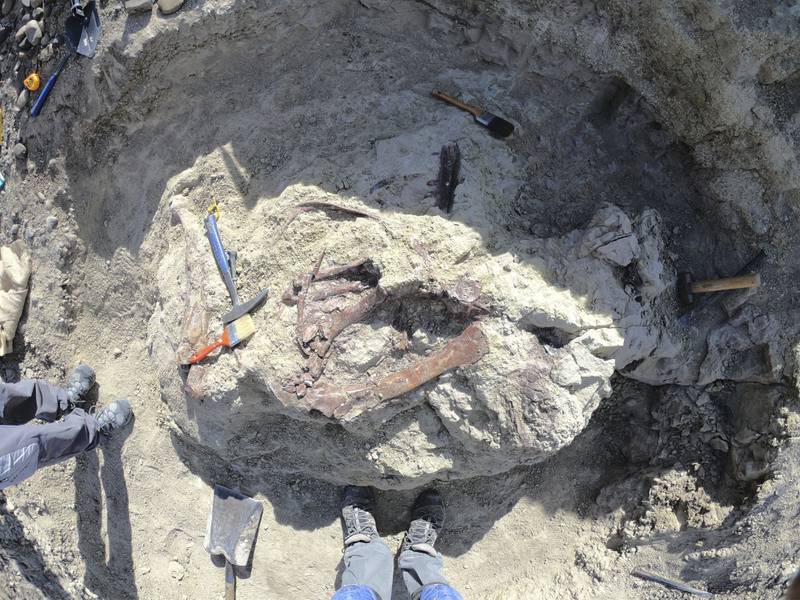 This undated photo provide by Marcelo Luna shows the bones of a newly-discovered dinosaur with powerful claws in Chubut, Argentina. (Marcelo Luna via AP)