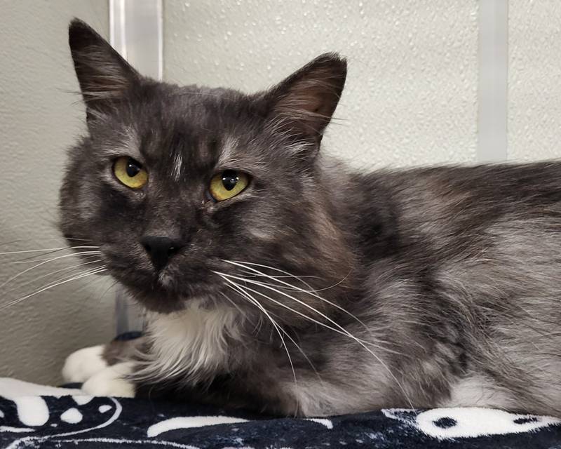 Wilbur is Save-A-Pet's pet of the week for June 27, 2024.