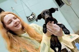 Anderson Humane to host Walk4Animals, 5K fundraiser in Batavia