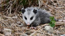 It’s best to leave baby animals in the wild alone, Illinois wildlife agency cautions 