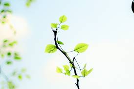 Kendall SWCD accepting orders for spring fish and tree sales