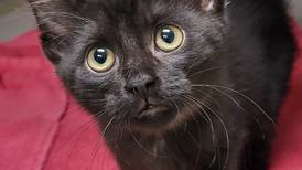 Playful kitten looking for permanent playmate