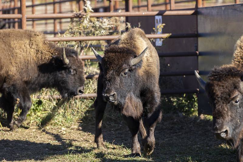 After going through the chute to be vaccinated, the bison are either released back to the Nachusa Grasslands or held in separate pens.