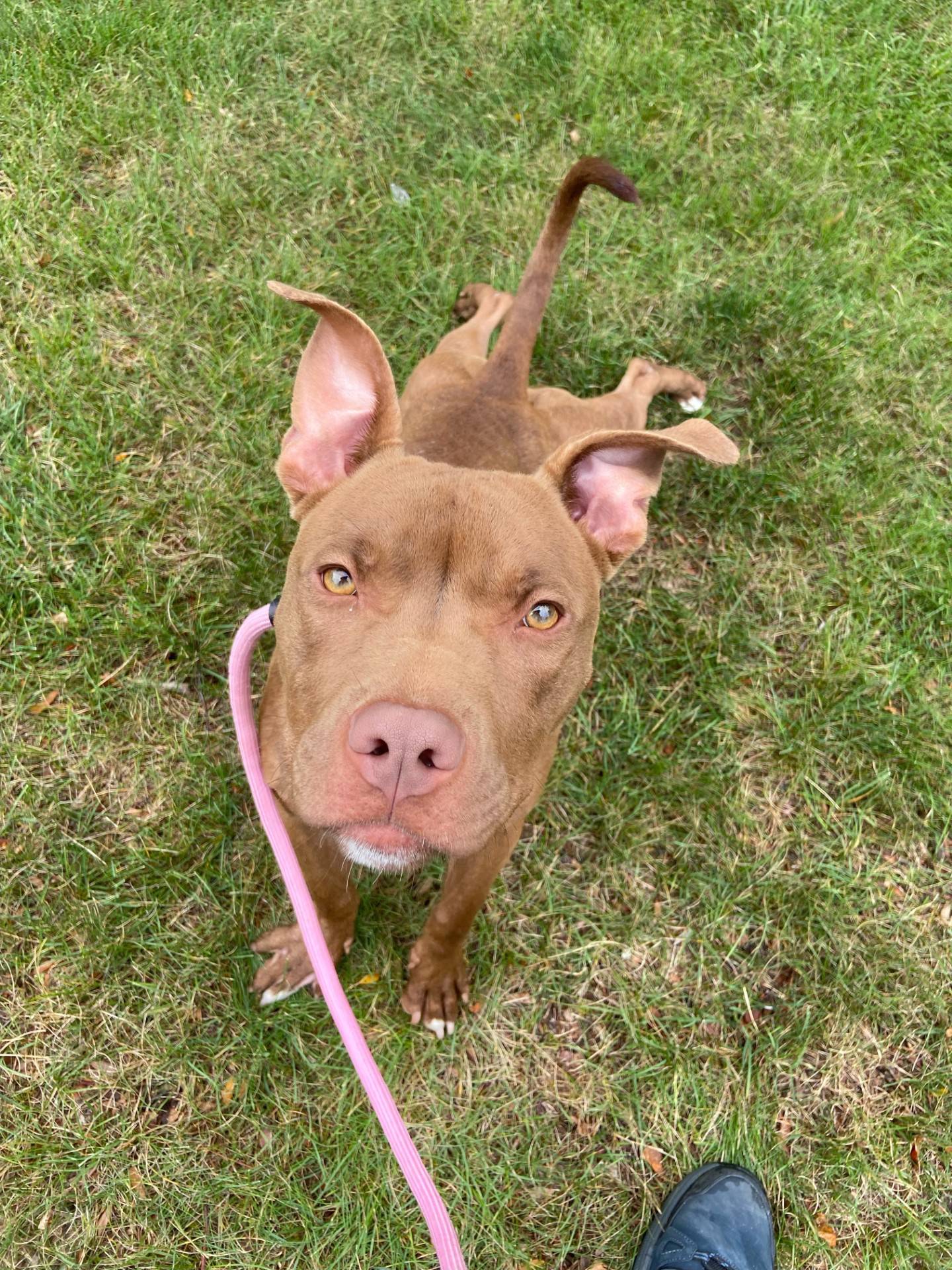 Isabella is a 1-year-old terrier. She is energetic and curious. She has a wonderful temperament and is good with children and new people. She loves walks. To meet Isabella, email Dogadoption@nawsus.org. Visit nawsus.org.