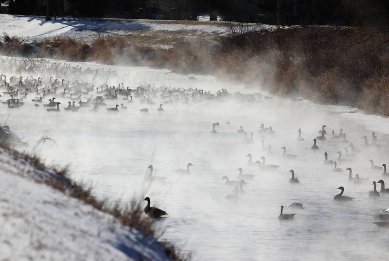 Hundreds of Canada geese seek refuge from the cold as steam rises from the warmer water Friday, Jan. 23, 2026, on the Kishwaukee River near Hopkins Park in DeKalb. Temperatures fell to well below zero degrees Friday, one of the coldest days of the year.