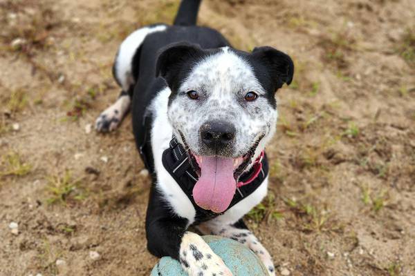 Give the gift of a forever home this holiday season