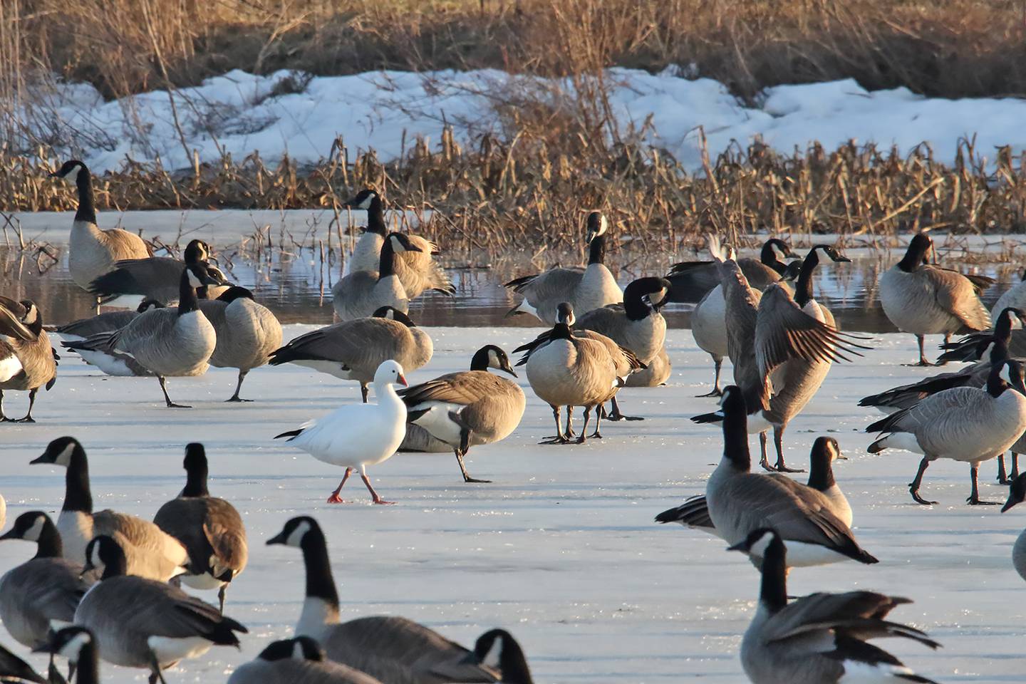 Smaller than most geese, the Ross’s goose is an unusual sighting in Kane County.