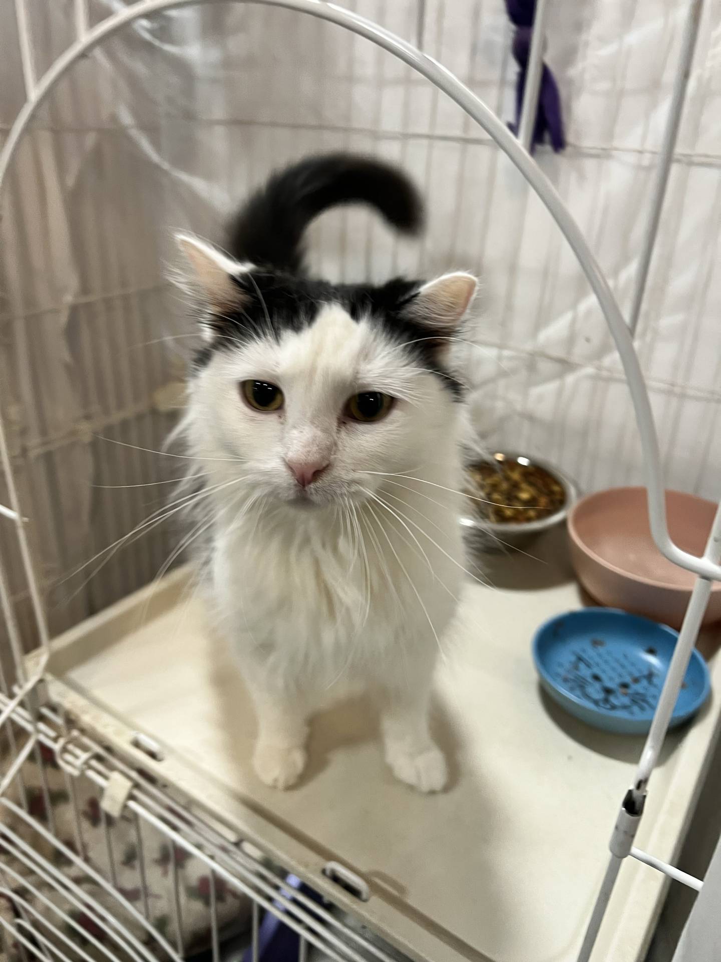 Luna Marie is petite long-haired 3-year-old that was found as a stray. She is friendly, gentle and affectionate. She is outgoing and eagerly greets everyone looking for pets and attention. Email Catadoptions@nawsus.org with any questions or to meet her. Visit nawsus.org.