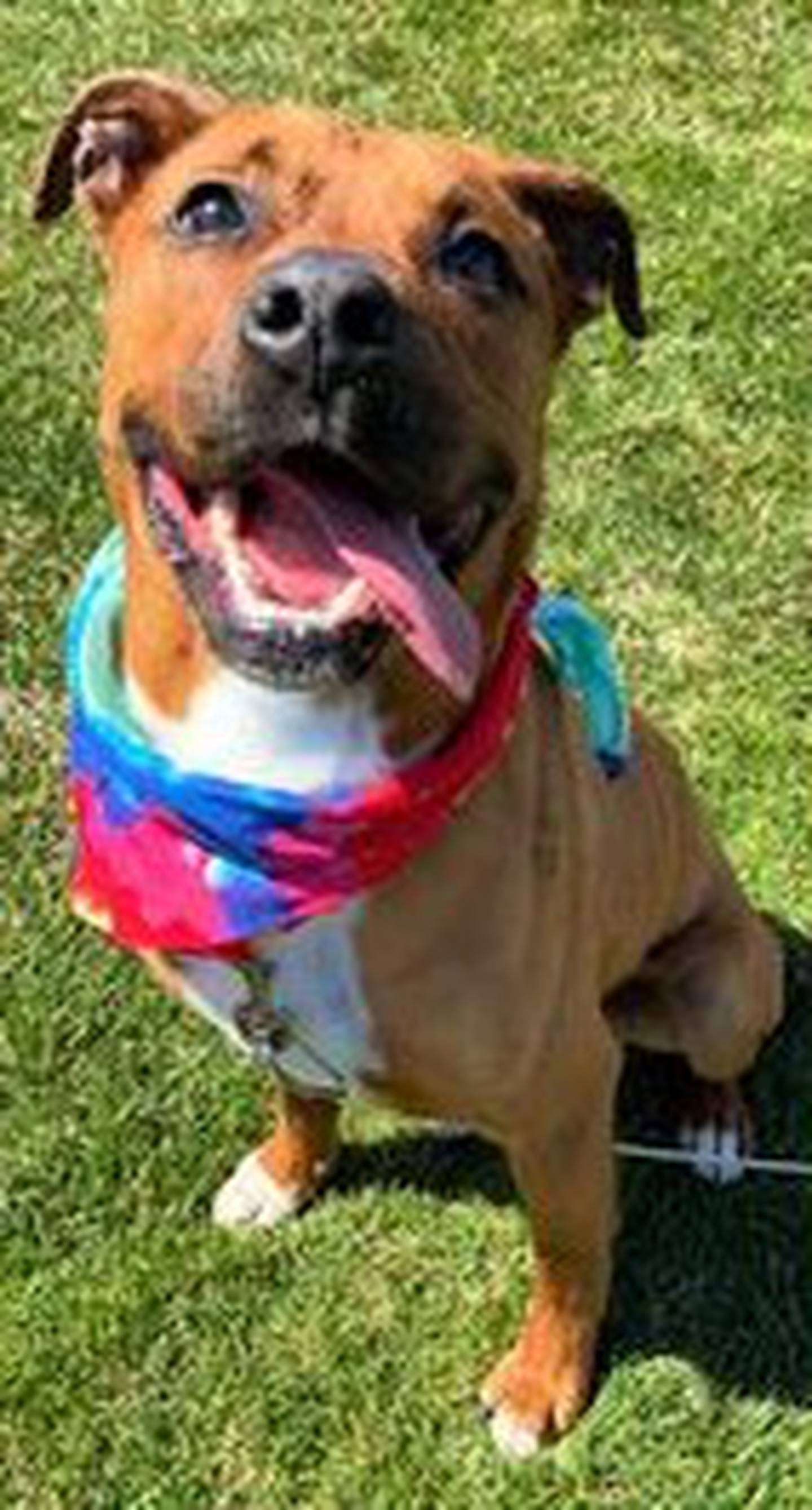 Deluca is an 18-month-old boxer/shepherd with a beaming personality. Deluca loves to play and wrestle with his canine companions. He needs a home without cats as he is a little too focused. He loves, loves, loves tennis balls and will fetch the ball and drop it at someone’s feet. He’s very gentle with his toys and when he accepts treats. Deluca is very much a people person. To meet Deluca, call Joliet Township Animal Control at 815-725-0333.