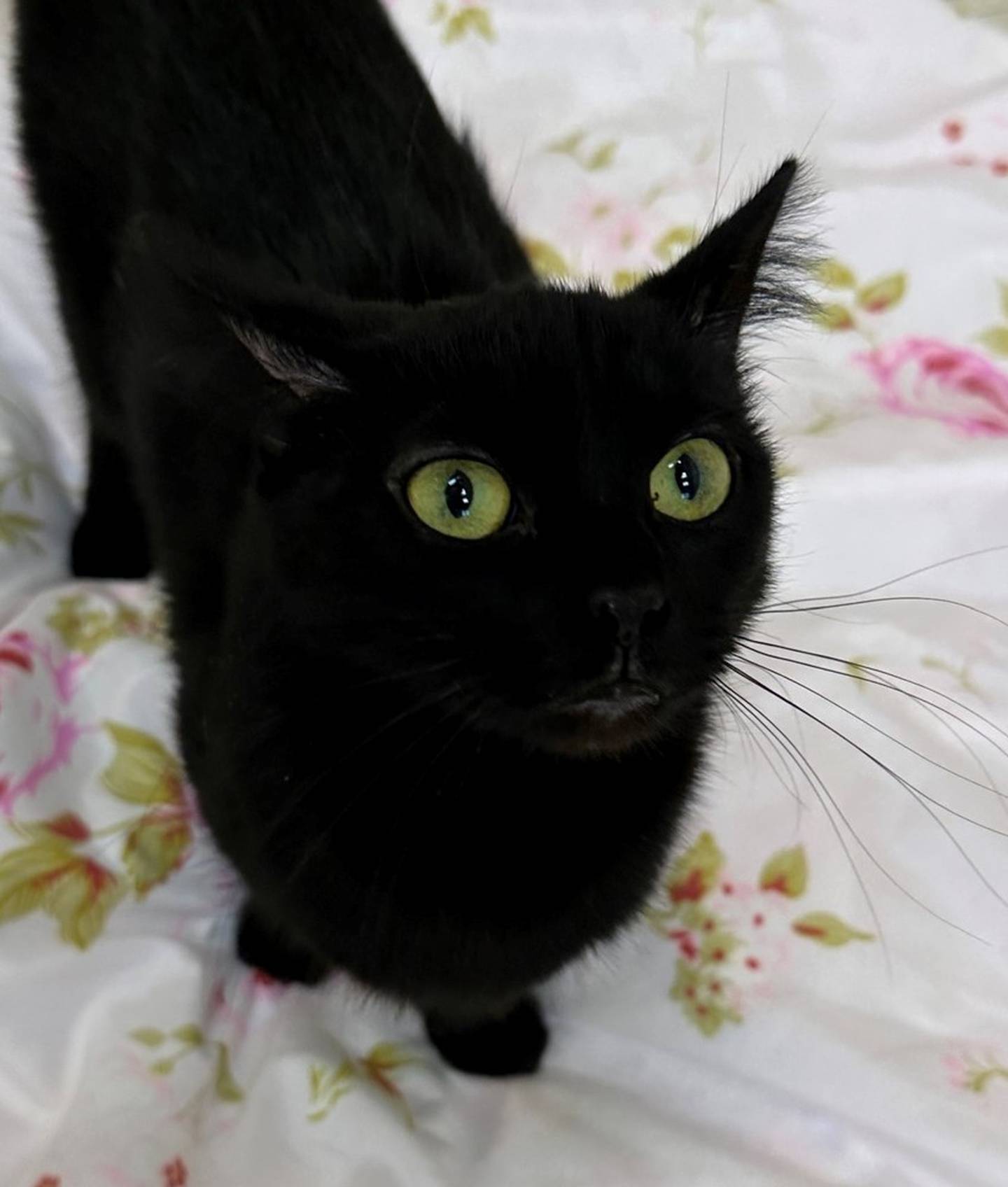 Kailee is a 1-year-old domestic shorthair that has now been at the animal control for more than 101 days. Kailee has always been outgoing and affectionate. She is cat friendly but is looking for a dog-free home. To meet Kailee, call Joliet Township Animal Control at 815-725-0333.