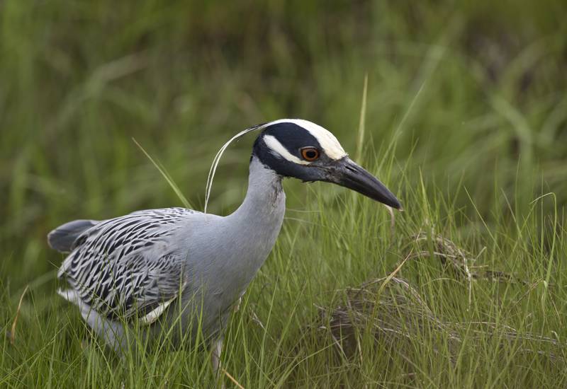 Yellow-crowned night herons are listed as endangered in Illinois. Last summer at least one breeding pair nested in Rock Falls, IL, as evidenced by a photo taken by Good Natured readers Jan and Dean Zinanni.
