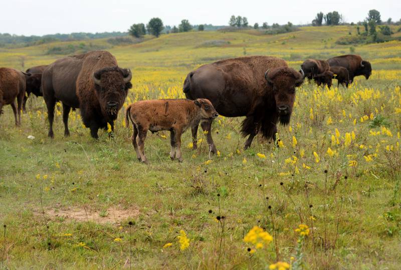 A bison and her calf watch one of the bison tour wagons pass by the herd during the Nachusa Grassland's Autumn on the Prairie on Saturday, Sept. 16, 2023.