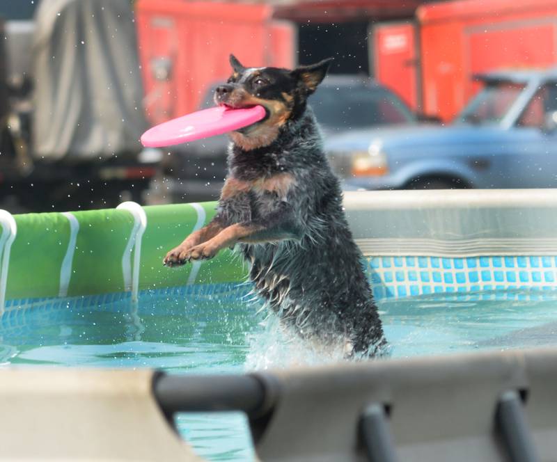 A pup with the Ready Go Dog Show catches a plastic disc and dock dives during a performance at the Ogle County Fair on Thursday, July 31, 2025.