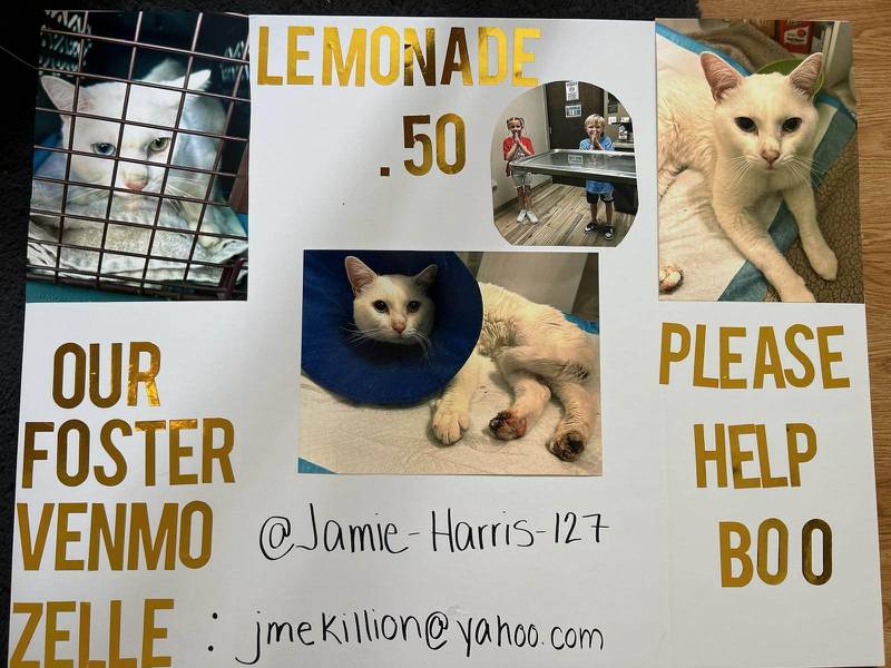 David and Jamie Harris of Plainfield took in a stray white cat who needed medical help. The children Lila, 8, and Killian, 6, held a lemonade stand on Memorial Day and raised $200 toward Boo's care.