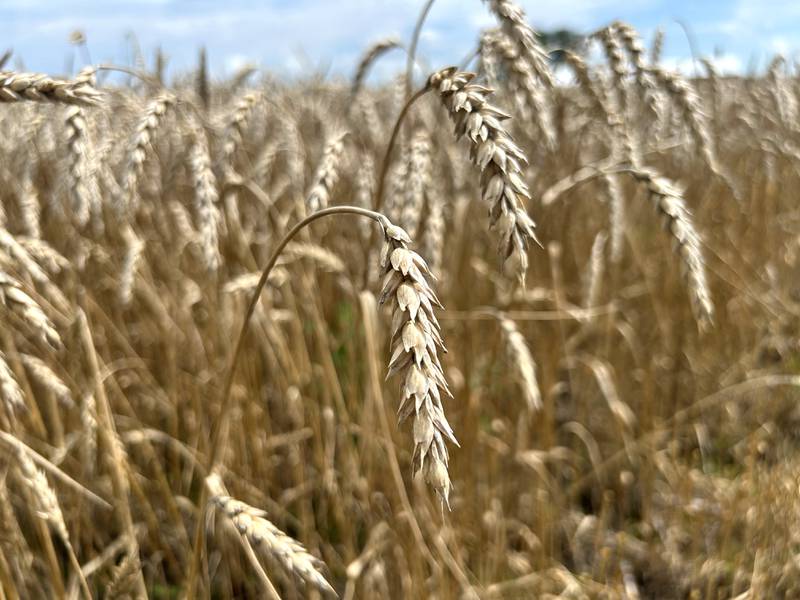 Wheat waits to be harvested at the Bos Brothers Historical Farm south of Erie on Saturday, July 26, 2025.