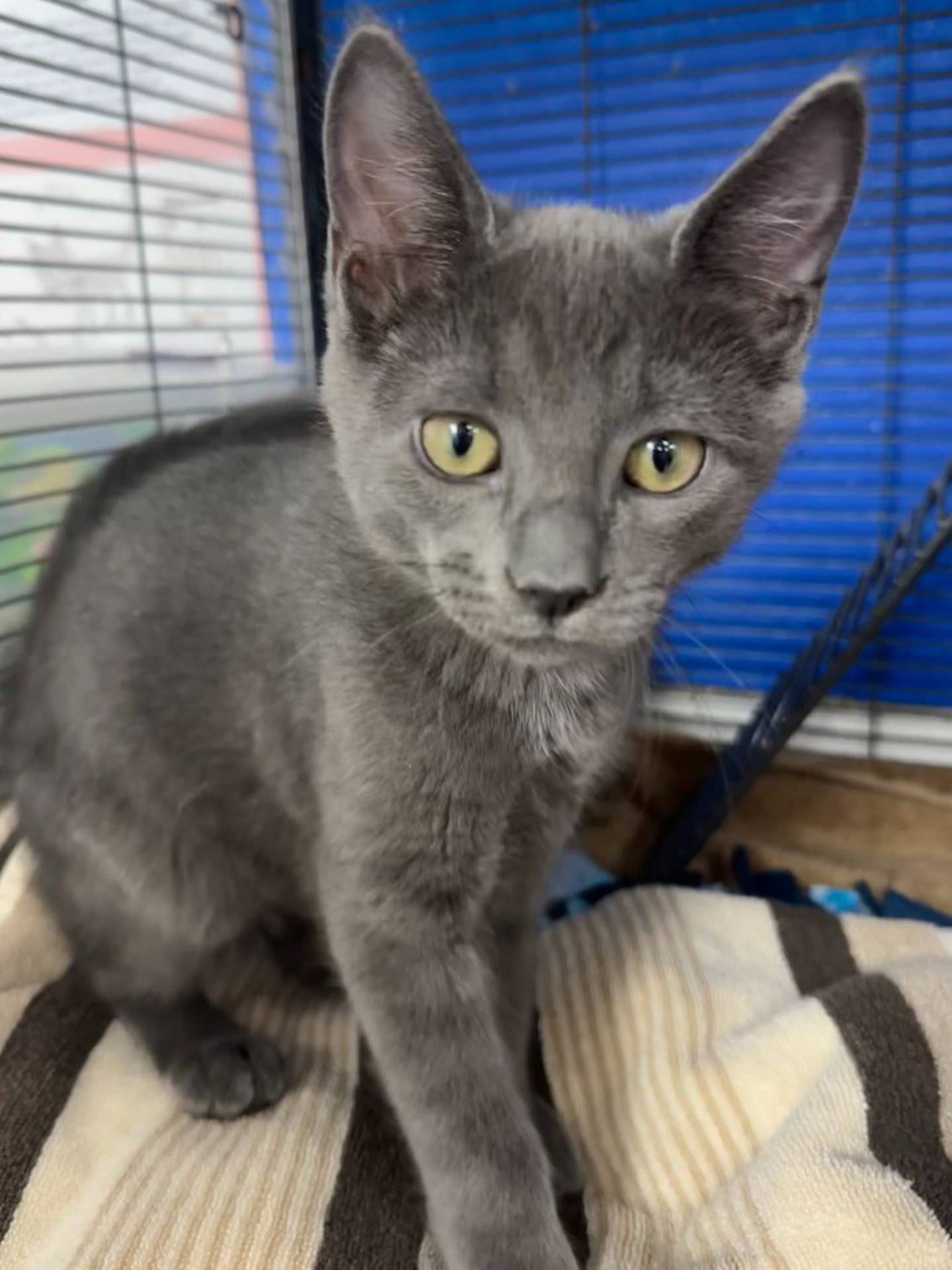 Atlas is a 14-week-old grey kitten that needs a forever home. He is sweet, cuddly and rambunctious, like a typical kitten. Contact the Will County Humane Society at willcountyhumane.com and follow the instructions for the adoption process.