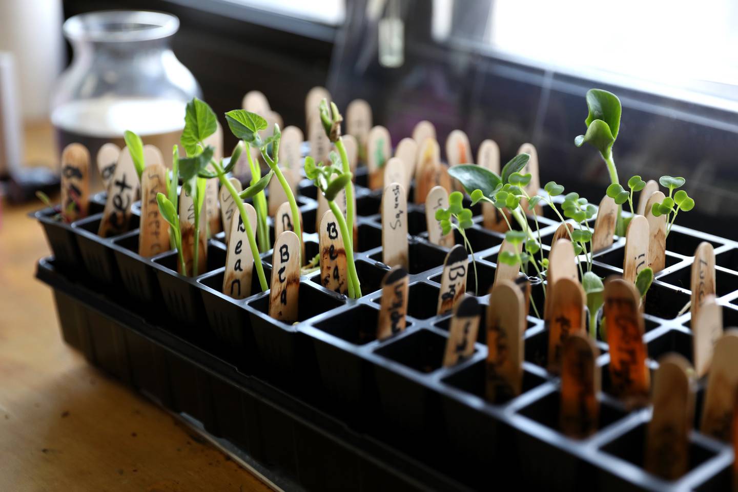 Anna Pagdin, a fifth grade teacher at Sacred Heart School in Lombard, has helped start a student garden at the school.