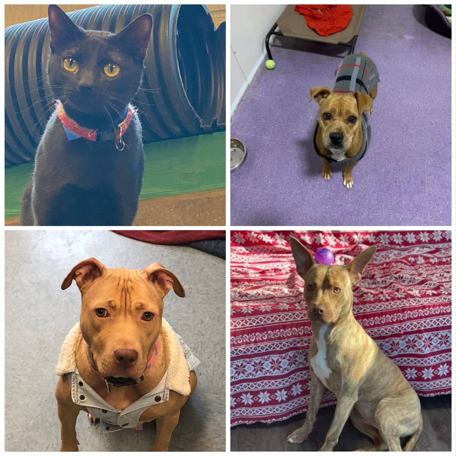 Pets of the Week Feb. 7 Shaw Local