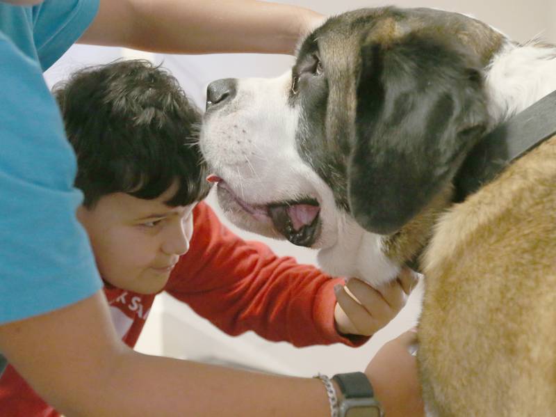 Damion Cooper, student at SOAR (Students Obtaining Achievement and Responsibility) interacts with Haven, the Peru Police Department therapy K-9 dog while entering the school building on Thursday, Aug. 21, 2025 in Peru.