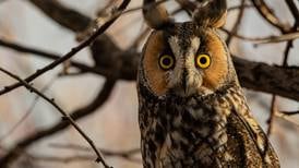 Good Natured in St. Charles: Super-power hearing leaves owls all ears 