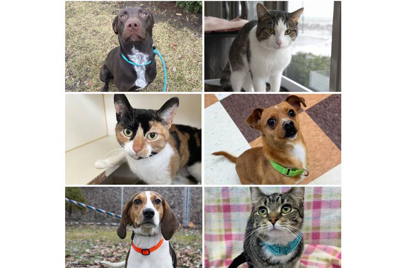 The Herald-News presents this week’s Pets of the Week. Read the description of each pet to find out about it, including where it can be adopted in Will County.