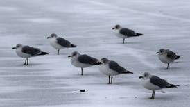 Photos: Winter wallops McHenry County