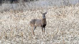 Deer harvest: Up statewide, but down in Sauk Valley