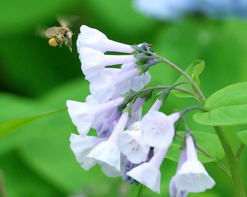 A bee pollinates a bluebell along the trailhead to Illinois Canyon on Monday, April 13, 2026 in Starved Rock State Park.