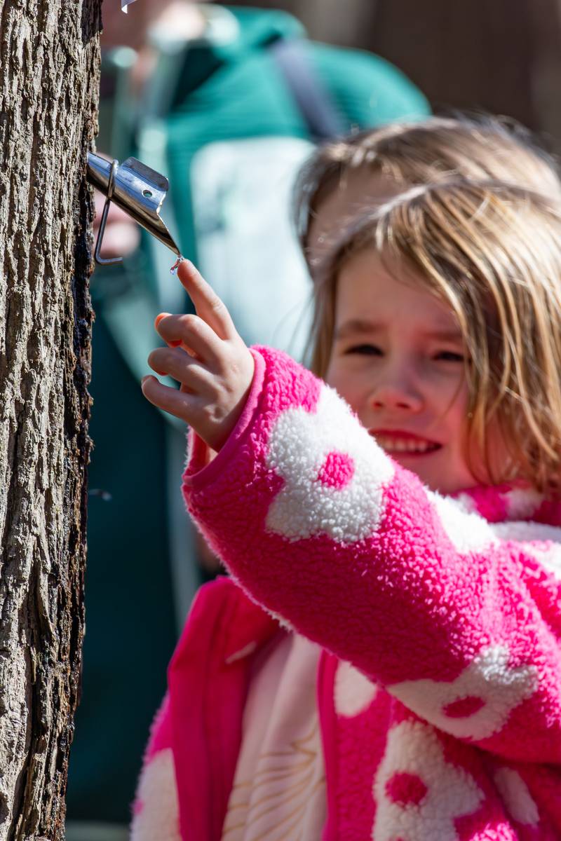 Maple Fest returns this Saturday, March 7 and Sunday, March 8 at the Nature Center, 930 N. River Road in North Aurora, inviting guests to step into the centuries-old tradition of turning maple sap into maple syrup.