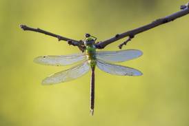 Good Natured in St. Charles: Dragonflies embark on fall migration adventure