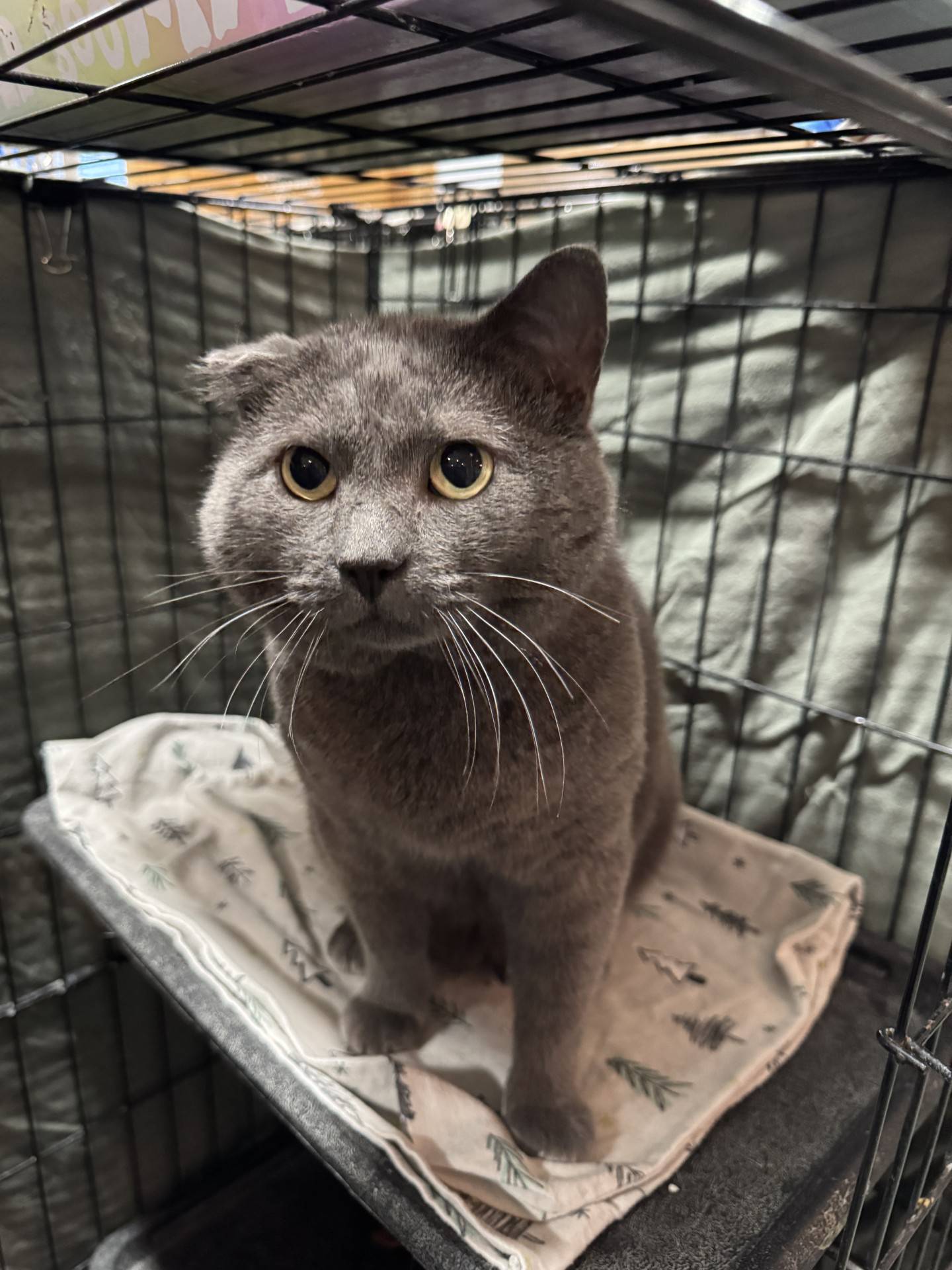 Four-year-old Clyde was rescued from an animal control in Kentucky. He is engaging and friendly, comfortable with new people, and will jump up to greet visitors to his kitty tower, hoping for pets and attention. He affectionately head bumps hands to show his appreciation. Clyde is FIV-positive and must be the only cat in a home pr live with other FIV positive cats. To meet Clyde, email Catadoptions@nawsus.org. Visit nawsus.org.